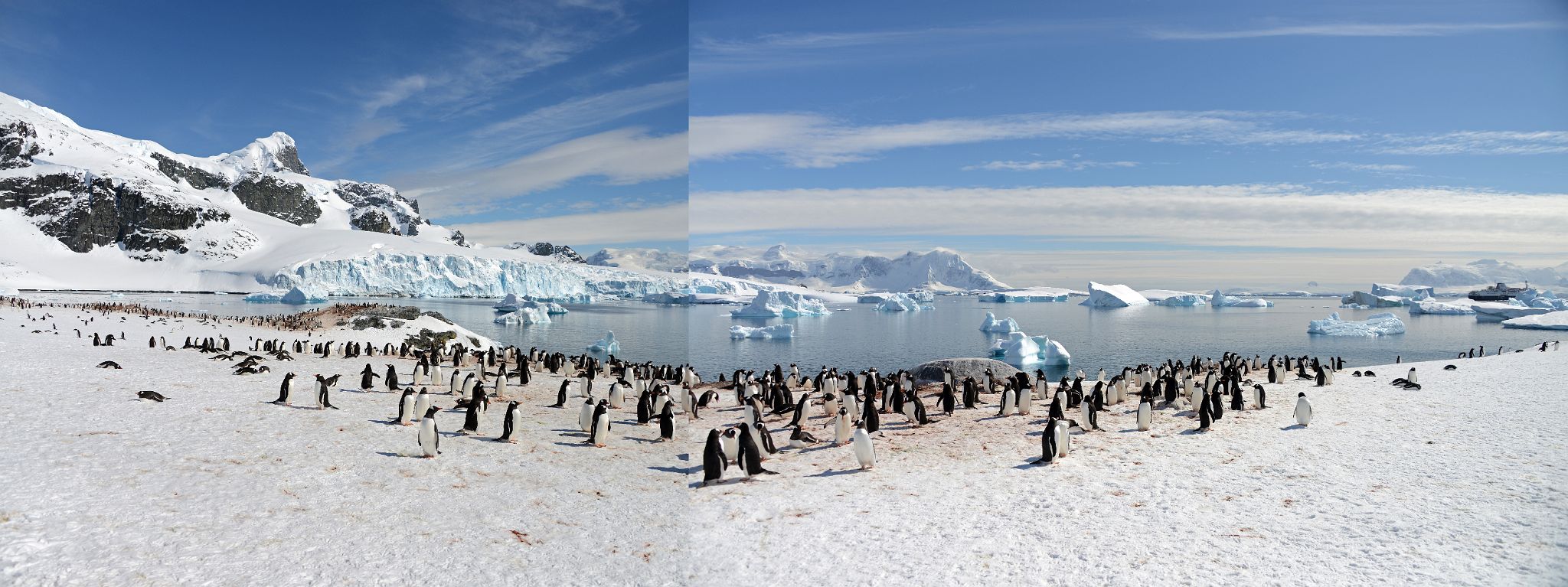 22D Panoramic View Of Gentoo Penguins On Cuverville Island With Mount Tennant, Anvers Island And Brabant Island On Quark Expeditions Antarctica Cruise